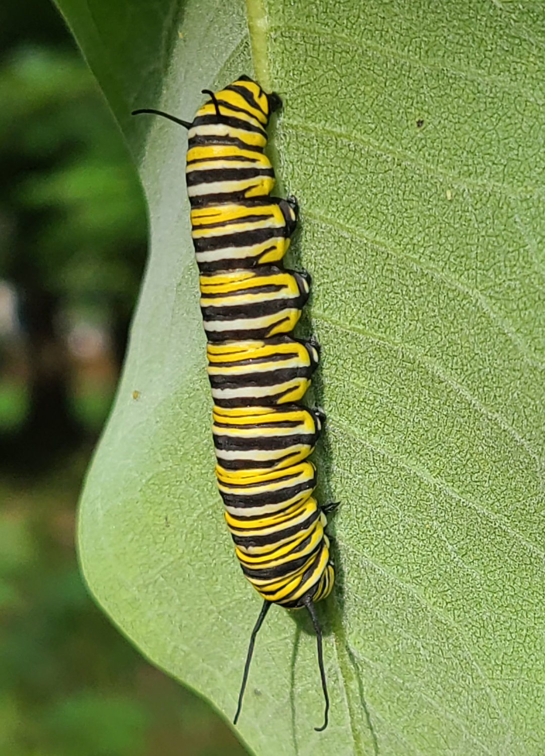This is a larger Monarch caterpillar, probably in its fifth instar. The only plant this caterpillar eats in the larval stage is milkweed. The bright stripes are advertise that this caterpillar contains some of the milkweed’s noxious compounds; this helps to ward off would-be predators. Due to the timing (all images here were taken around Aug 1), this caterpillar will become part of the last generation of the summer and become part of the 2021 migration to Mexico.